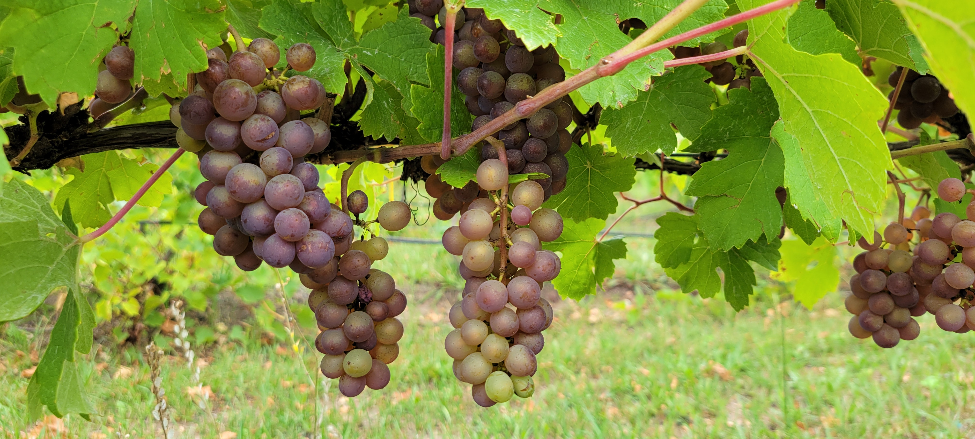 Ripe Pinot Gris grapes hanging from a vine.